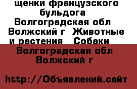 щенки французского бульдога - Волгоградская обл., Волжский г. Животные и растения » Собаки   . Волгоградская обл.,Волжский г.